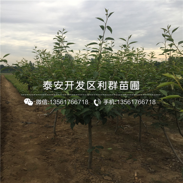 山东7公分梨树苗批发基地