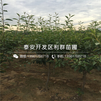 滿天紅梨樹(shù)苗批發(fā)、滿天紅梨樹(shù)苗多少錢一棵