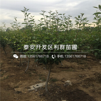 梨樹(shù)樹(shù)苗新品種、梨樹(shù)樹(shù)苗批發(fā)價(jià)格多少