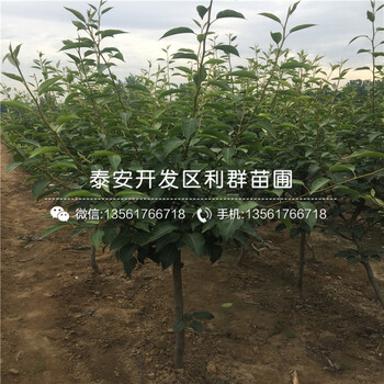 翠冠梨樹(shù)苗出售價(jià)格多少