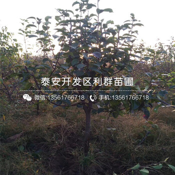 4公分梨苗出售、2019年4公分梨苗基地