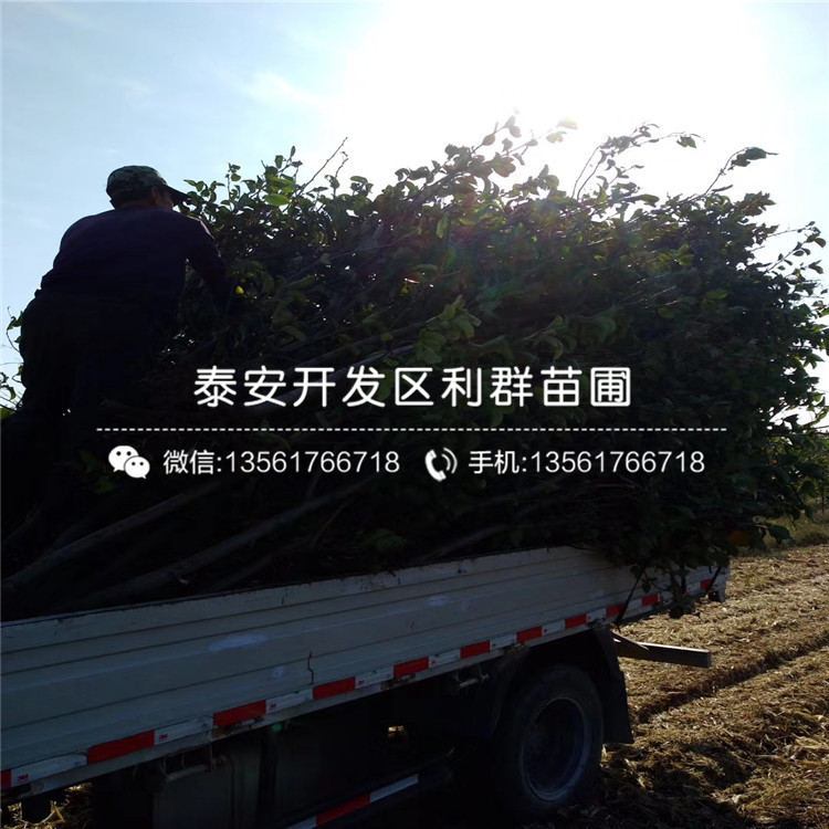 三紅梨苗出售多少錢一棵