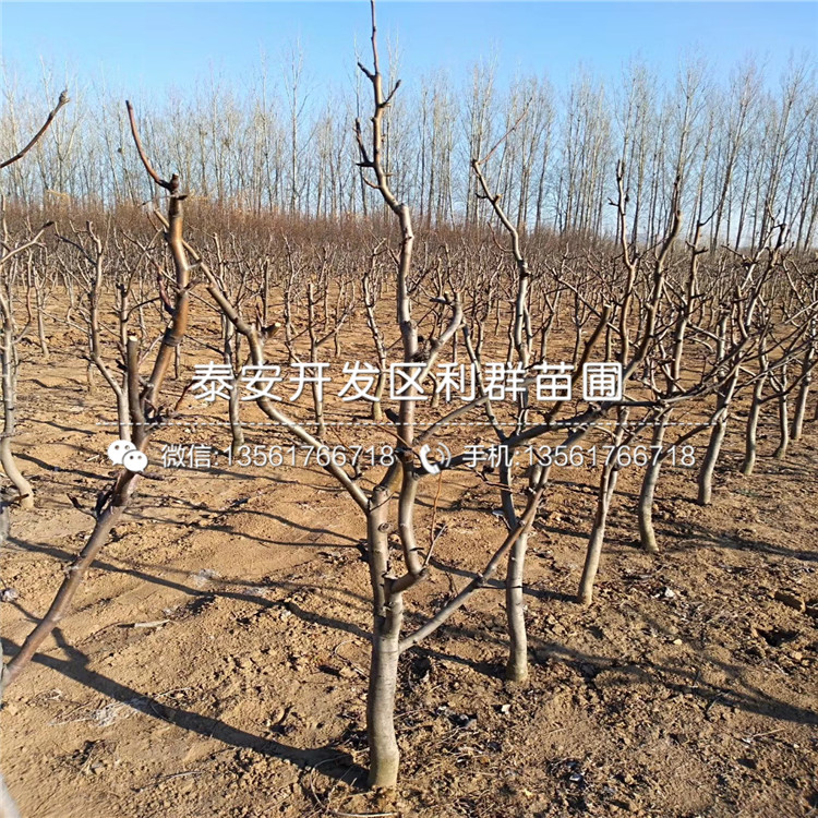 杜梨苗、杜梨苗批发基地