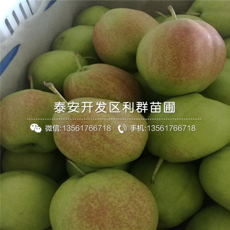 梨樹樹苗價(jià)格、梨樹樹苗價(jià)格是多少