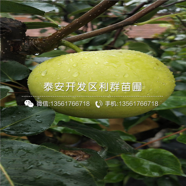早紅考密斯梨樹(shù)苗價(jià)格、2018年早紅考密斯梨樹(shù)苗出售價(jià)格是多少