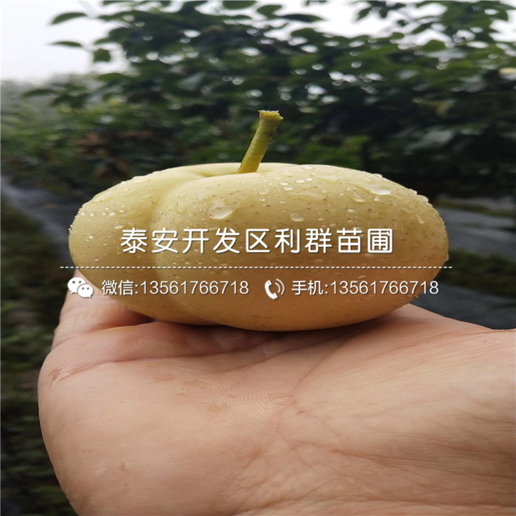 紅太陽梨苗品種、2018年紅太陽梨苗新品種