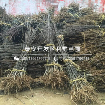 出售3公分梨樹苗