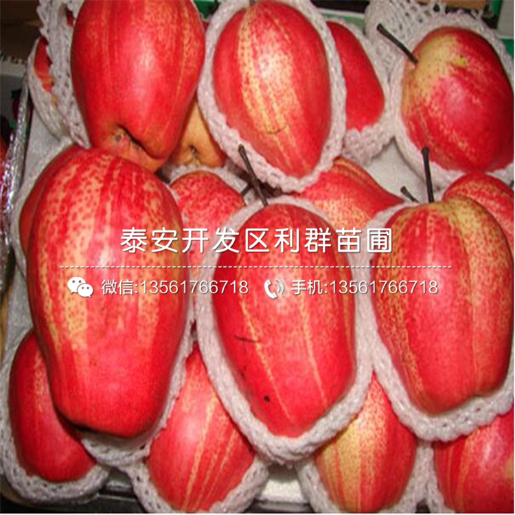 2公分梨樹苗多少錢、2018年2公分梨樹苗多少錢