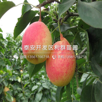 15公分梨苗、15公分梨苗批發(fā)基地