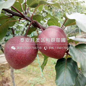 山東占地大梨樹苗、占地大梨樹苗基地