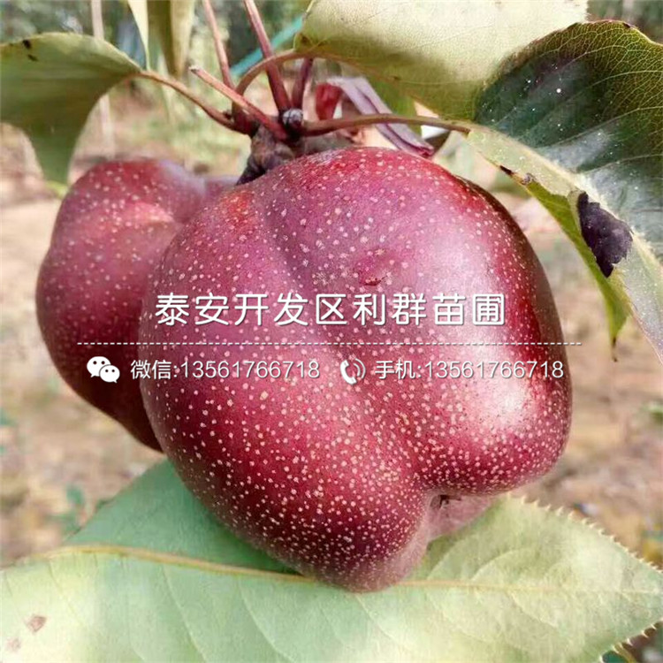 新品种幸水梨苗多少钱一棵