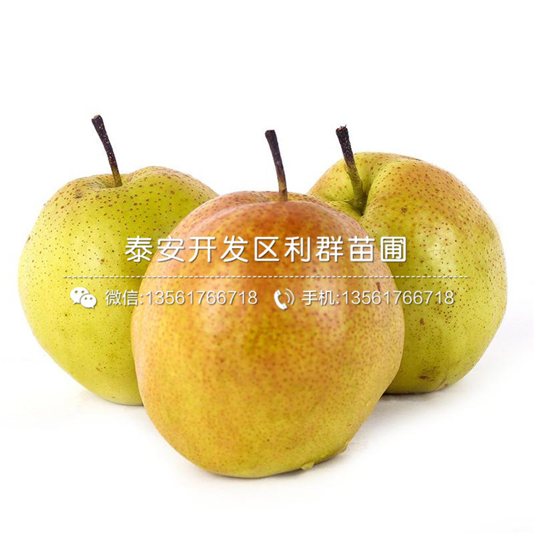 豐水梨苗哪里賣(mài)、豐水梨苗多少錢(qián)一棵