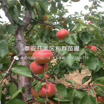 2公分杏樹苗批發(fā)、2018年2公分杏樹苗報價