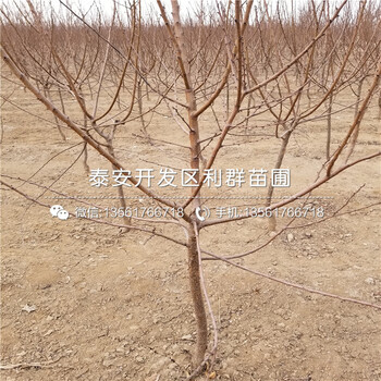 馬甲子樹苗基地、馬甲子樹苗批發(fā)價格