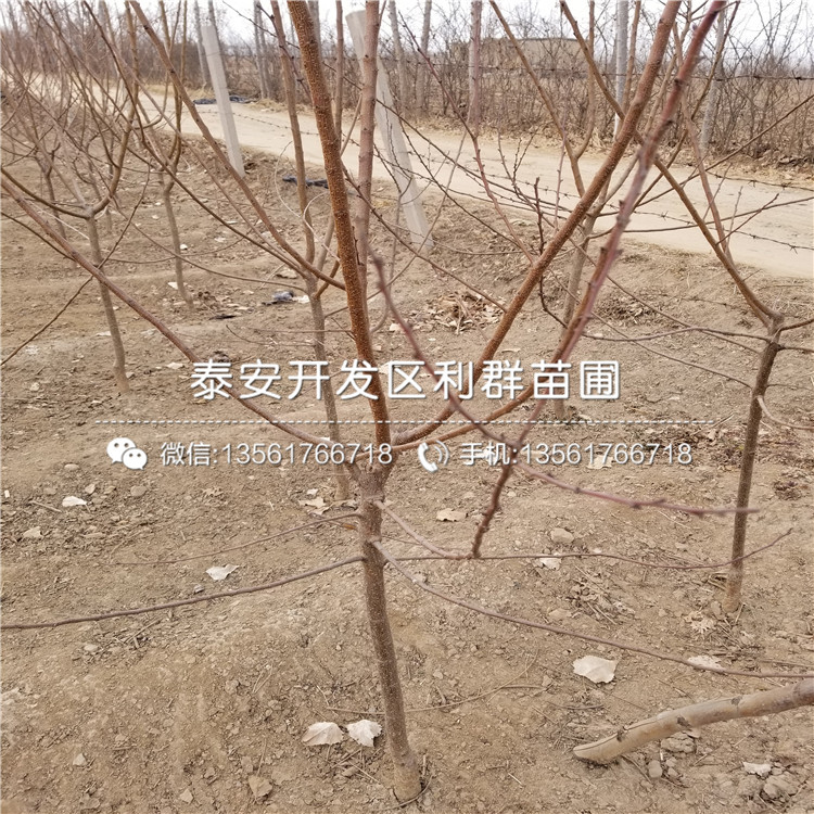 美國杏李子樹苗品種