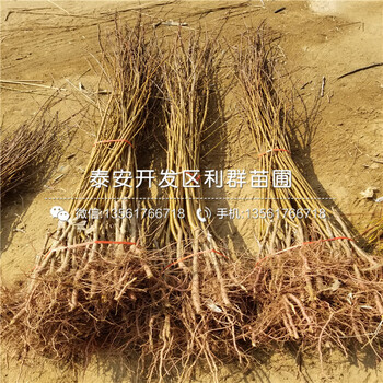 2公分杏樹苗2019年價(jià)格