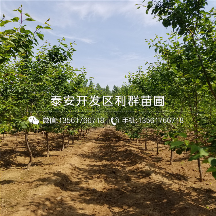 實(shí)生杏樹(shù)苗價(jià)錢(qián)多少