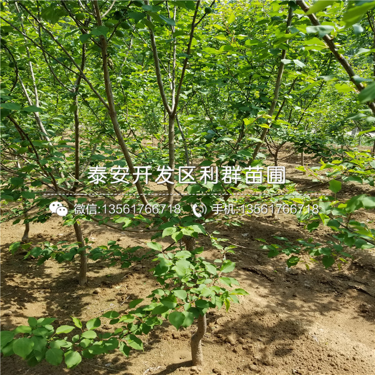 占地杏苗價(jià)格、2018年占地杏苗報(bào)價(jià)是多少