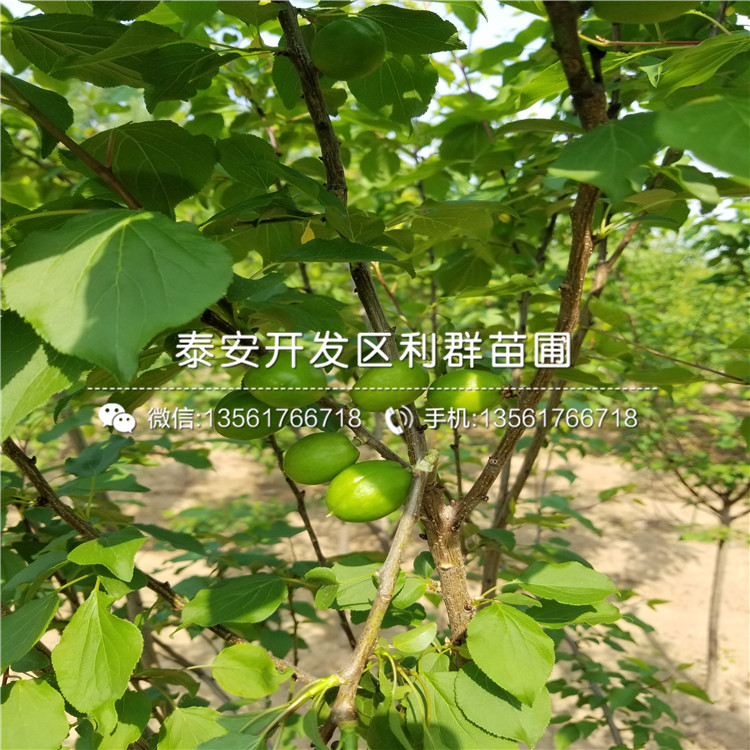 新品種杏苗批發(fā)基地