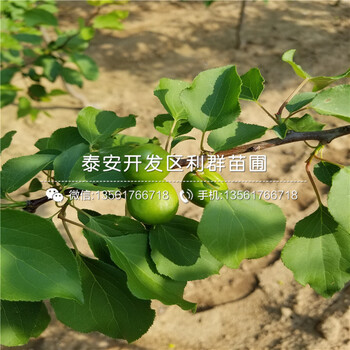美國(guó)杏李子樹苗、美國(guó)杏李子樹苗批發(fā)價(jià)格多少