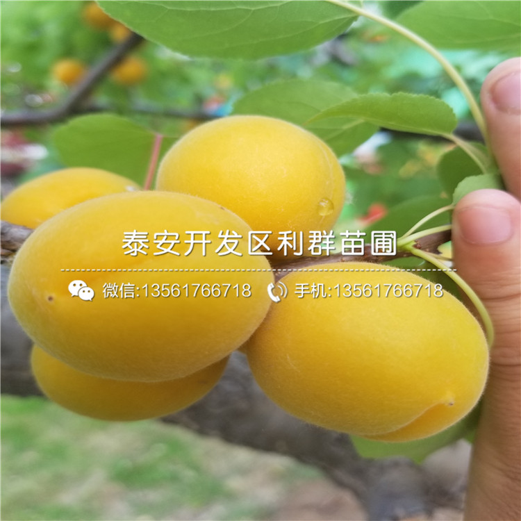 油杏苗新品種、油杏苗出售價(jià)格