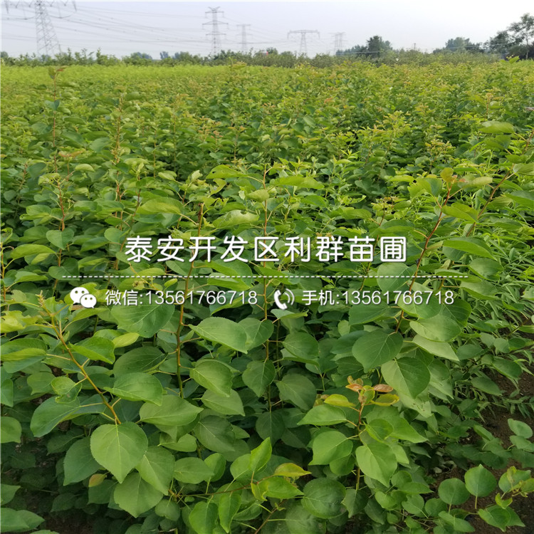 2018年紅豐杏苗價格