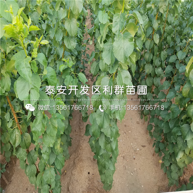 美國(guó)杏李樹(shù)苗、美國(guó)杏李樹(shù)苗出售