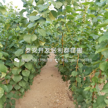山東杏李李子樹苗價(jià)格、山東杏李李子樹苗批發(fā)