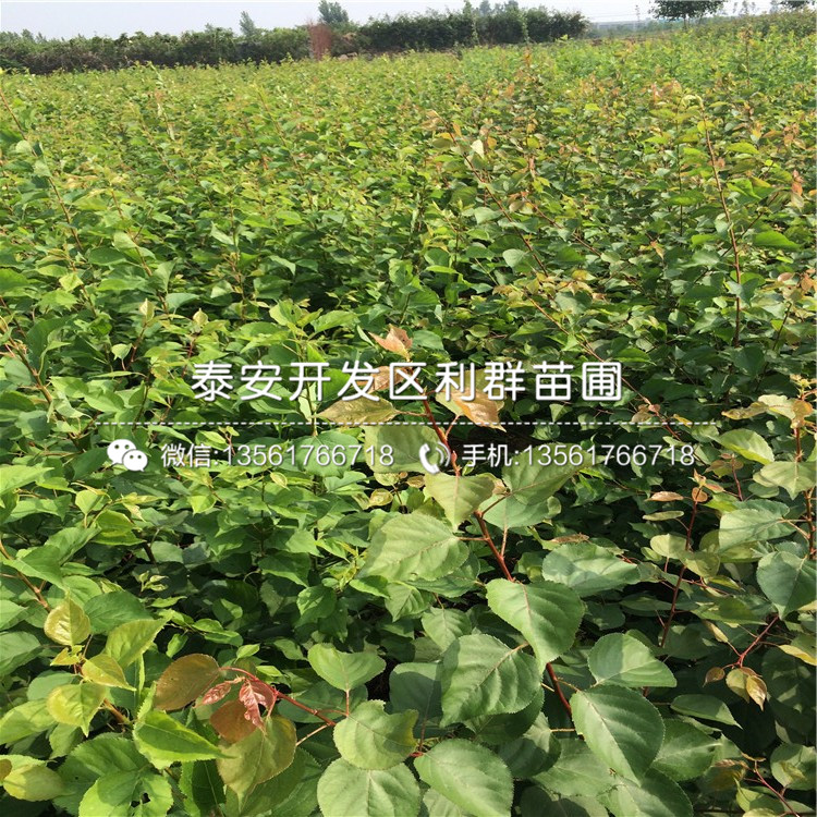 山東金太陽杏樹苗批發(fā)、山東金太陽杏樹苗基地
