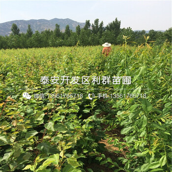 出售紅玉杏樹苗價(jià)格