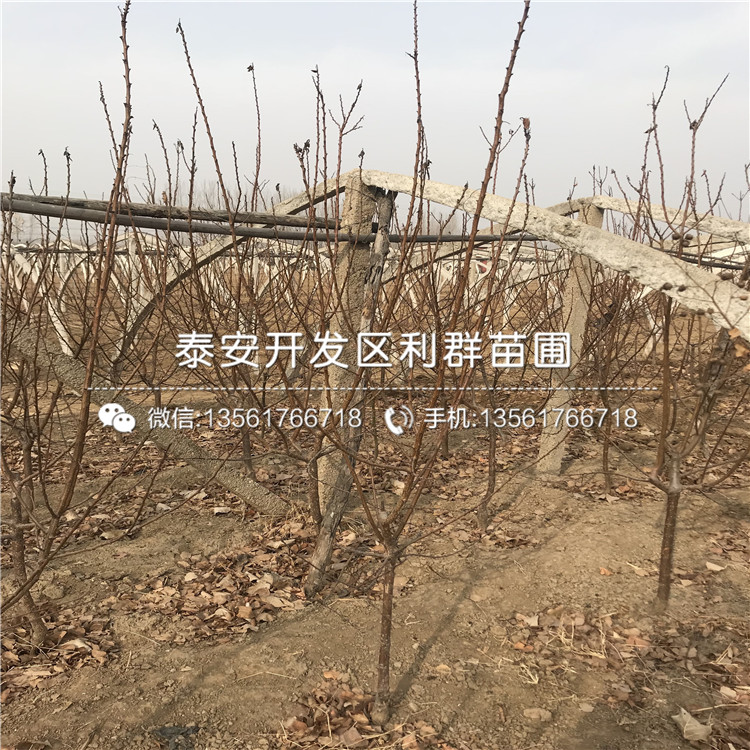 2公分杏樹(shù)苗哪里便宜、2公分杏樹(shù)苗價(jià)格是多少