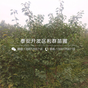 杏李李子樹(shù)苗出售、2019年杏李李子樹(shù)苗批發(fā)