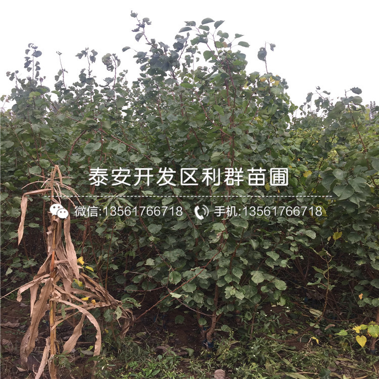 美國(guó)杏李子樹(shù)苗出售、美國(guó)杏李子樹(shù)苗價(jià)格多少