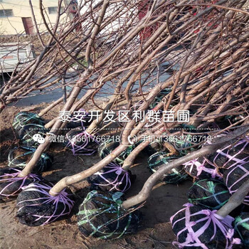 2018年荷蘭香蜜杏樹苗批發(fā)
