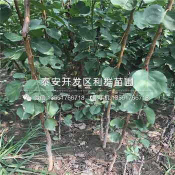 美國(guó)杏李苗哪里有賣、2018年美國(guó)杏李苗價(jià)格