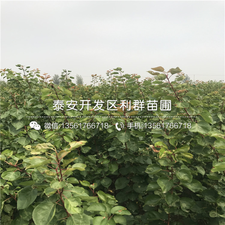 2018年美國(guó)杏李苗報(bào)價(jià)