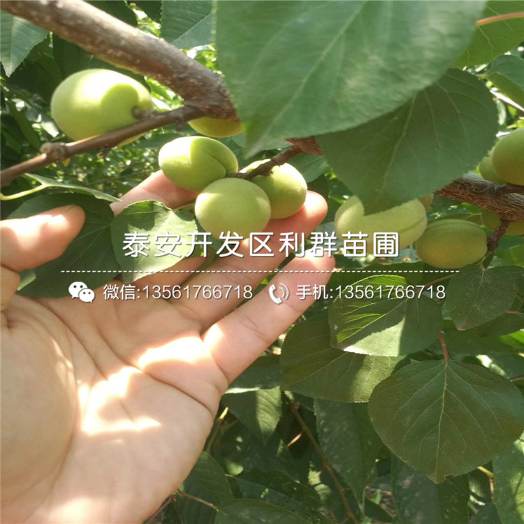 2公分杏苗出售、2公分杏苗多少錢一棵
