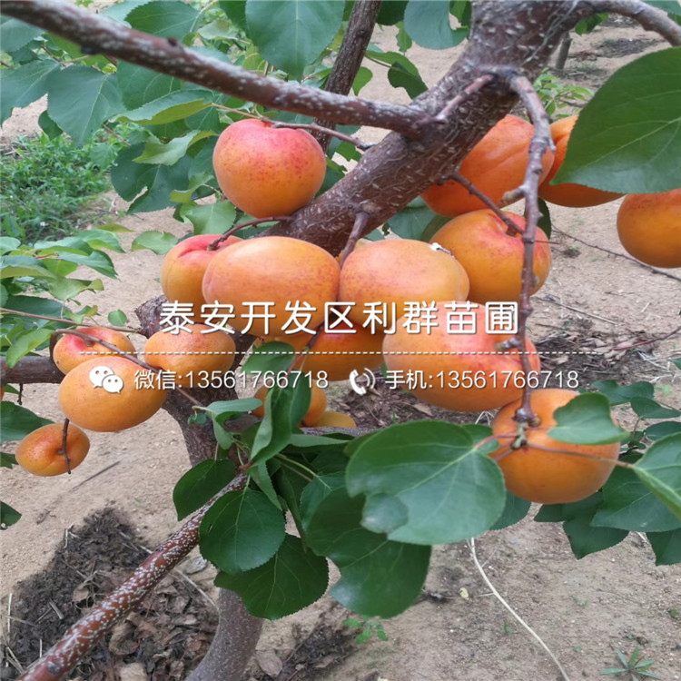 山東新品種杏樹(shù)苗出售基地