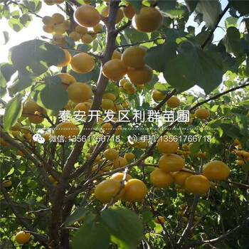 山東杏李樹苗、山東杏李樹苗價格是多少
