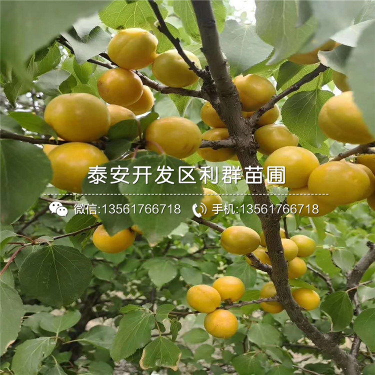 15公分杏树苗新品种、2019年15公分杏树苗新品种