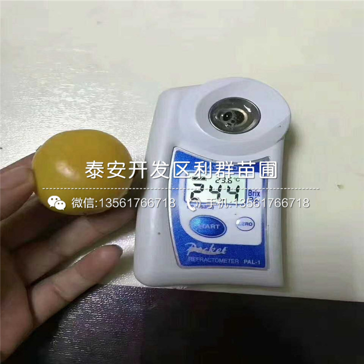 紅杏樹苗價(jià)格及報(bào)價(jià)