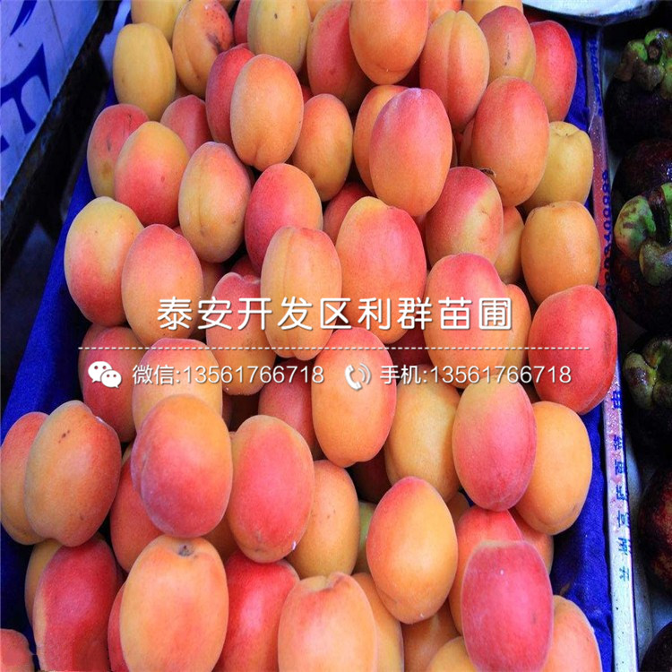 杏李苗、杏李苗基地