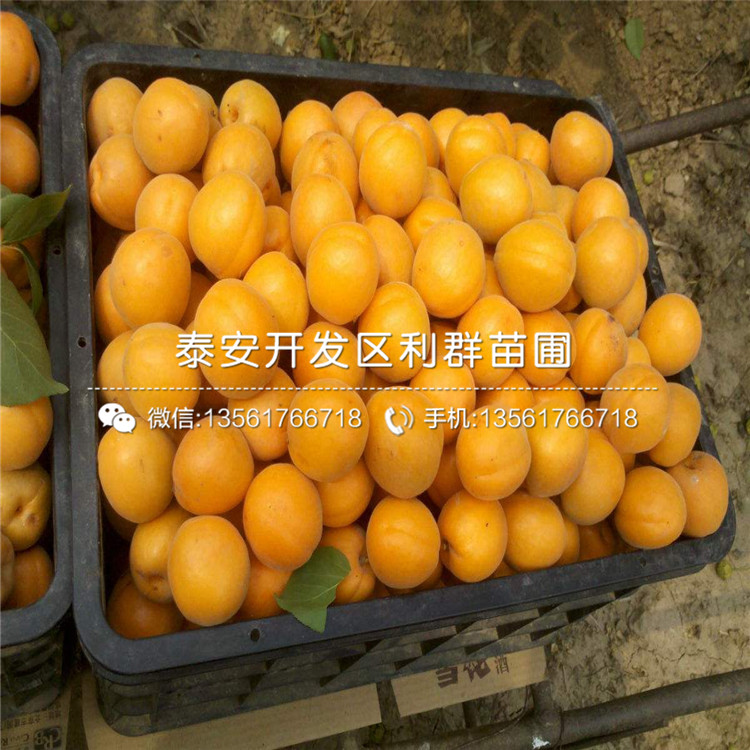 2018年黃貴妃杏樹苗基地