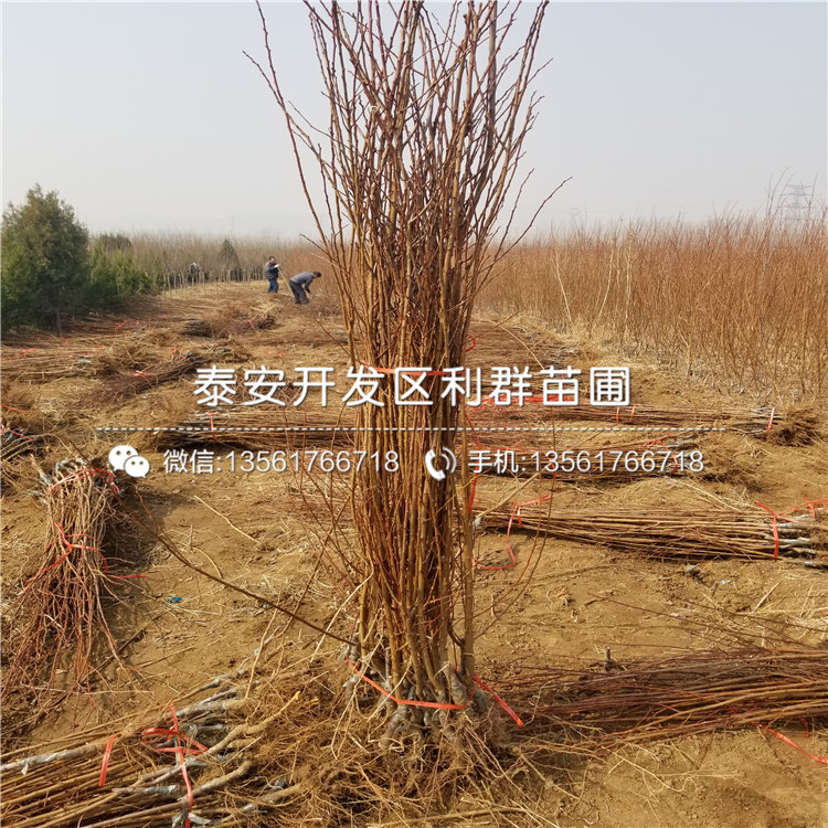 李子樹多少錢、2018年李子樹報價