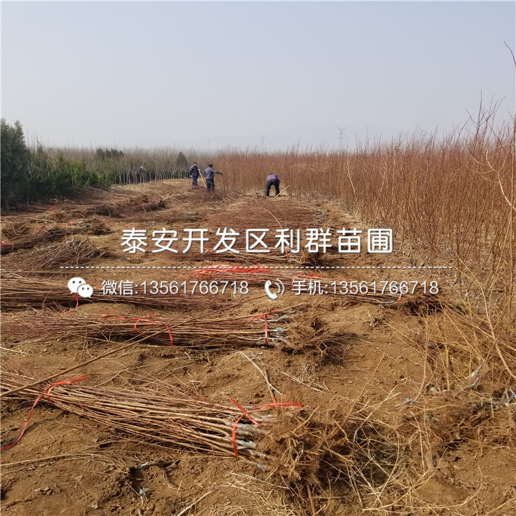 附近哪里有批發(fā)李子樹苗批發(fā)