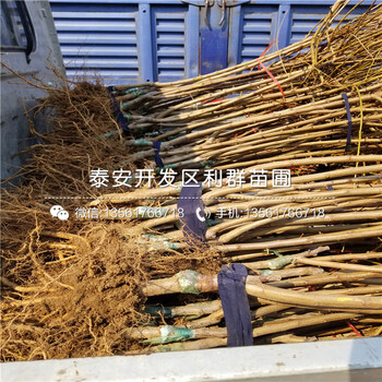 2018年秋姬李子苗價格多少