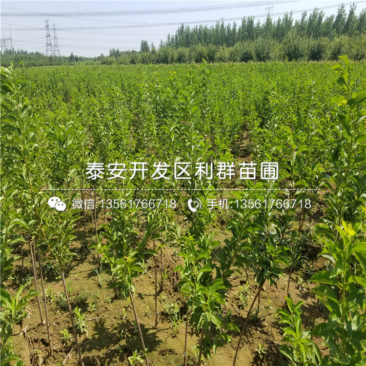 新品种大红袍李子苗基地