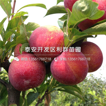 4公分李子苗、4公分李子苗出售價(jià)格多少