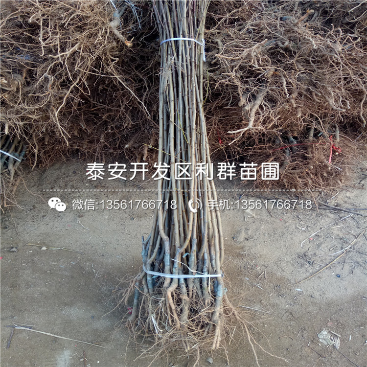 恐龍蛋李子苗出售價(jià)格