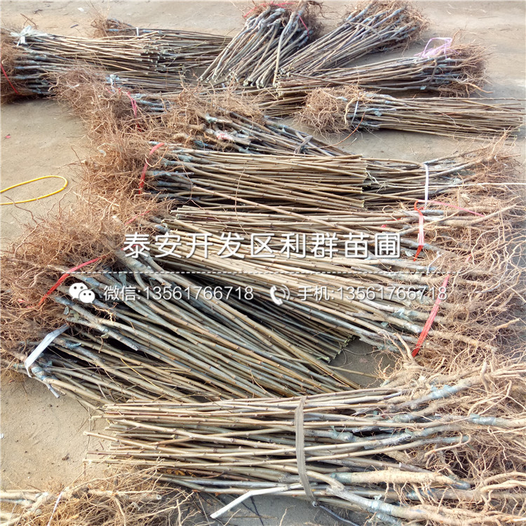 2018年黑琥珀李子苗、黑琥珀李子苗基地